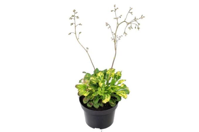 Saxifraga urbium Variegata