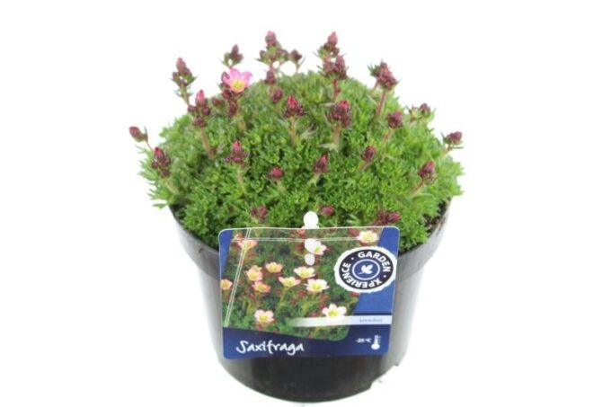 Saxifraga Elf Rose