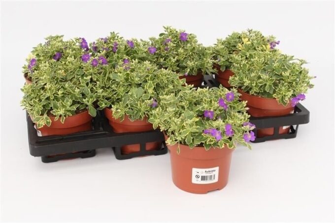 Aubrieta Variegata Dr Mules