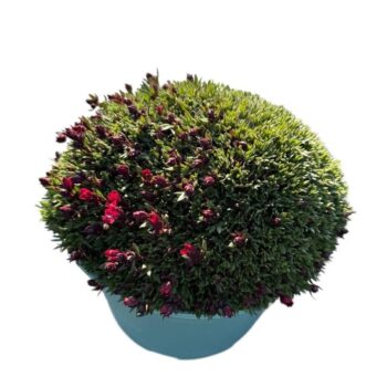 SAXIFRAGA PIXIE RED