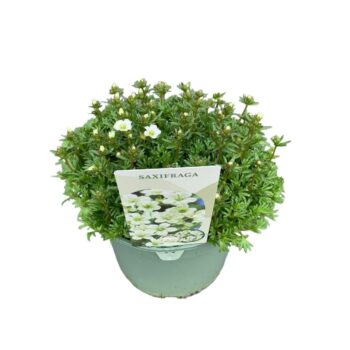 Saxifraga Pixie White