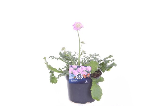 Scabiosa columbaria Pink Mist