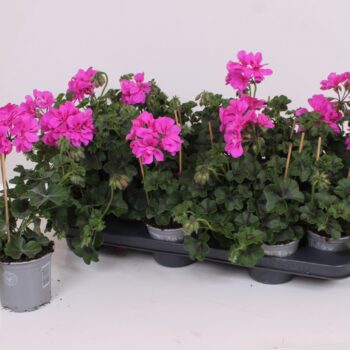 Pelargonium Peltatum - Amethyst Lavender