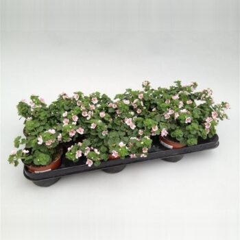 Bacopa Sutera Rose Summerlovers