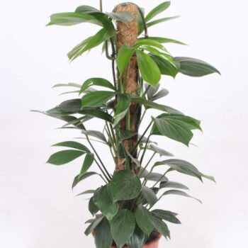Philodendron Dragon Tail