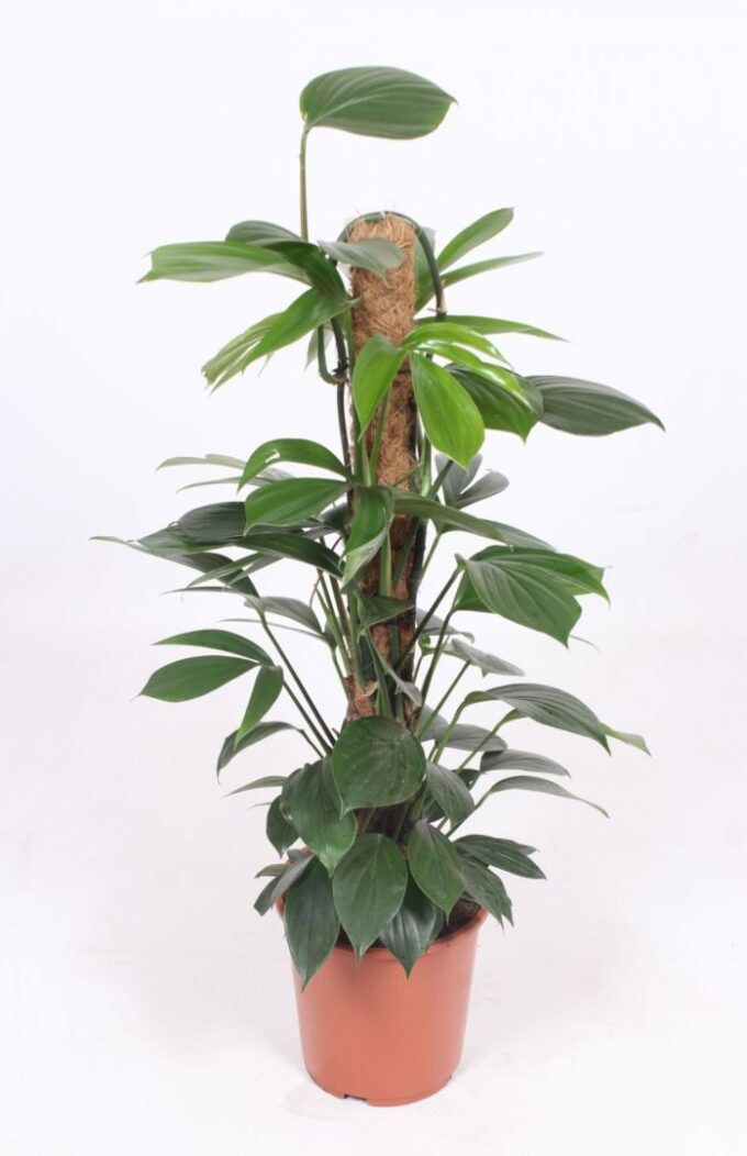 Philodendron Dragon Tail
