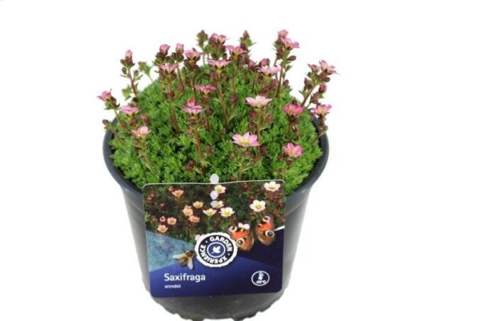 Saxifraga elf rose