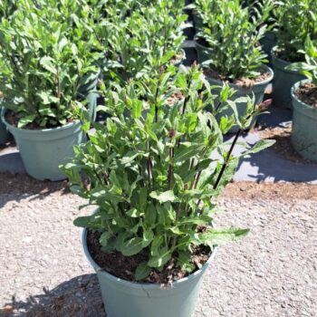 Salvia nem. 'Caradonna'