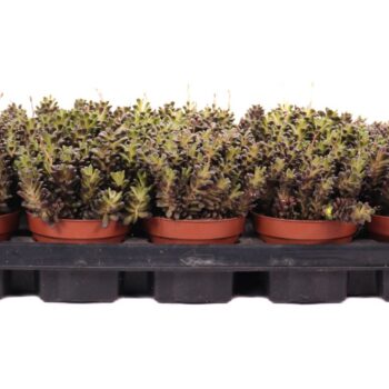 Anacampseros rufescens