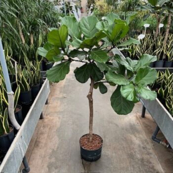 Ficus lyrata stam 28/19 h150