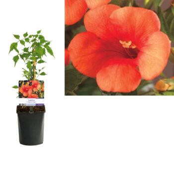 Campsis radicans t. 'Madame Galen'