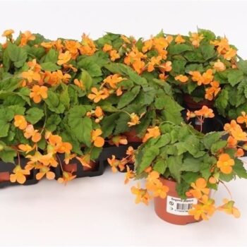 Begonia Papaya