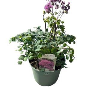 Thalictrum 'Little Pinkie'