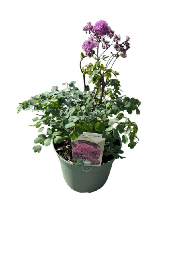Thalictrum 'Little Pinkie'