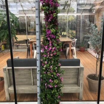 BOUGAINV PYR 27