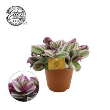 Tradescantia Nanouk