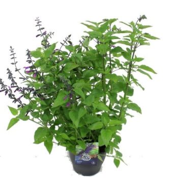 Salvia hybr. Amigo