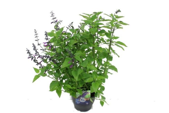 Salvia hybr. Amigo