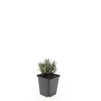 Lavandula ang. 'Dwarf Blue'
