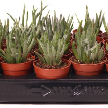Senecio scaposus