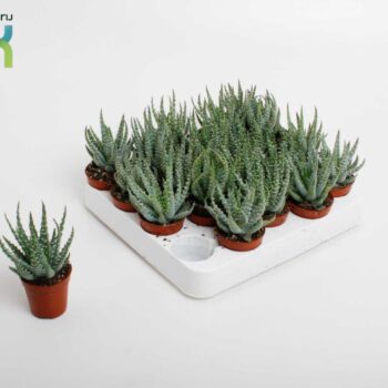 Aloe Humulis