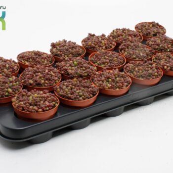 Sedum Sthalii