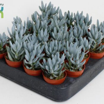 Senecio Kleinia