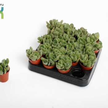 Cotyledon Ladismithiensis tanz