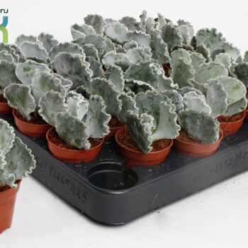 Cotyledon Undulata