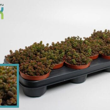 Sedum Sthalii