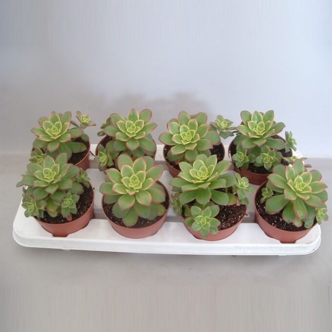 Aeonium Tricolor ('Kiwi')