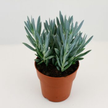 Senecio Ficoides