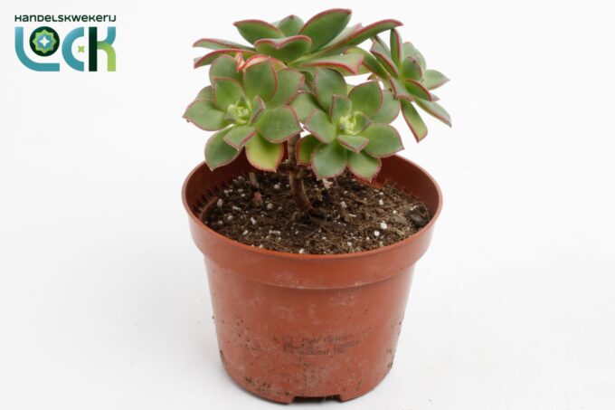 Aeonium Tricolor ('Kiwi')