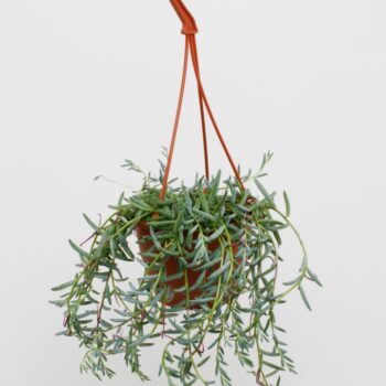 Senecio Hallianus