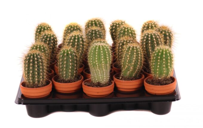 Trichocereus camarguensis