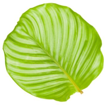 Calathea Orbifolia