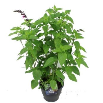 Salvia hybr. Amante
