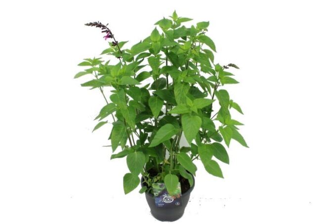 Salvia hybr. Amante