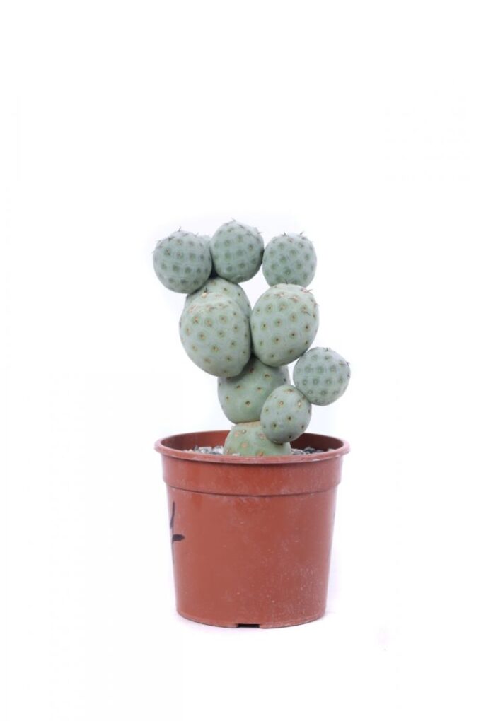Tephrocactus geometricus