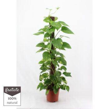 Epipremnum Aureum
