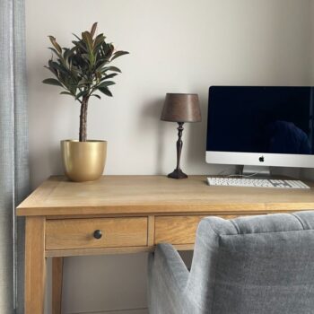 Ficus Nairobi