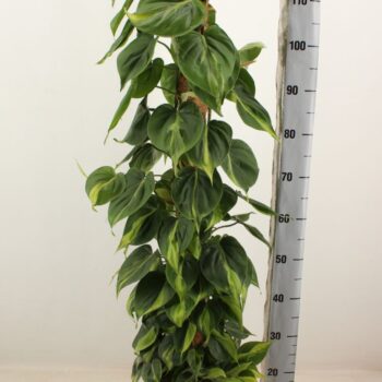 Philodendron Brasil