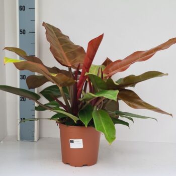 Philodendron Prince of Orange