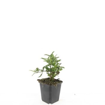 Verbena bonariensis