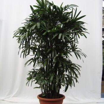 Rhapis Excelsa