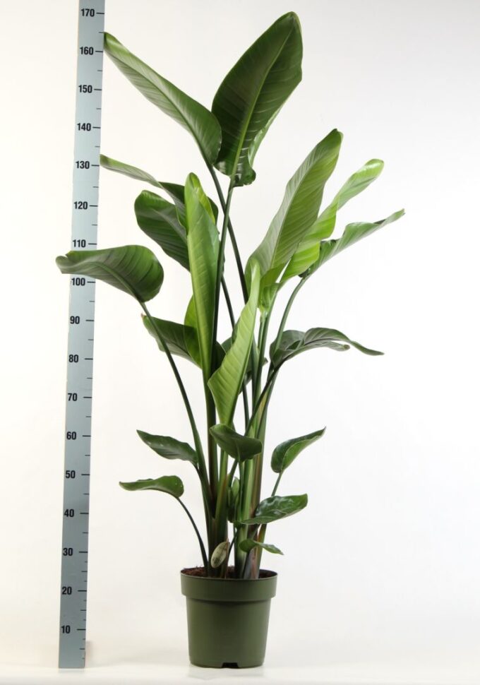 Strelitzia Nicolaï