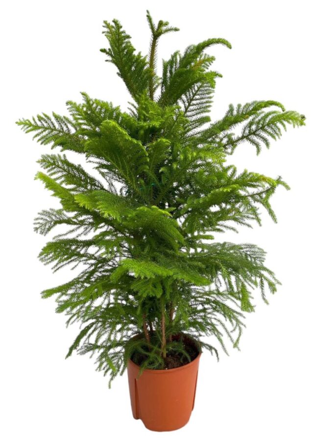 Araucaria Heterophylla - pot 22 cm