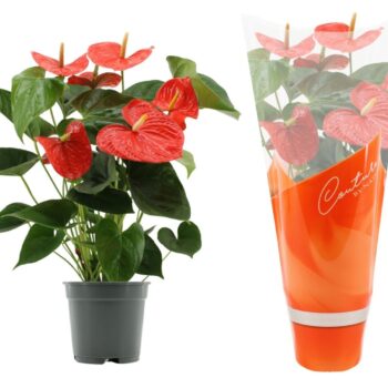Anthurium Delicia