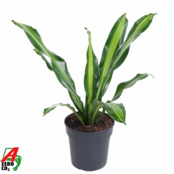 Dracaena Burley