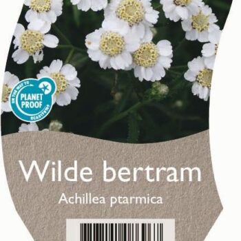 Achillea ptarmica